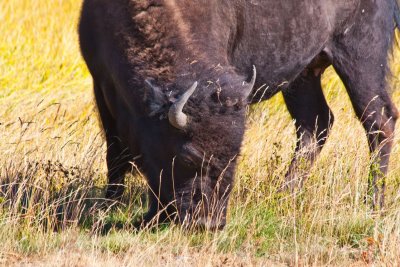 USA 0891 Yellowstone Bison Herd.jpg