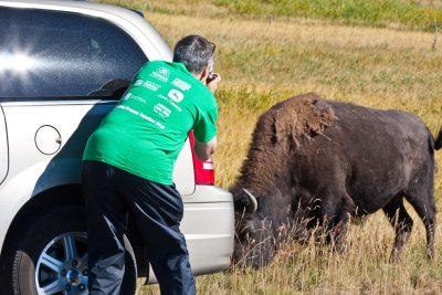 Bison Herd, Yellowstone (USA)