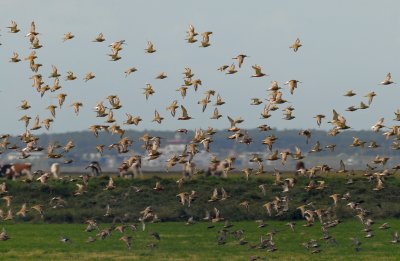goudplevieren-kwelder-en-ameland.jpg