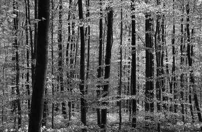 beuken-vers1zw.jpg