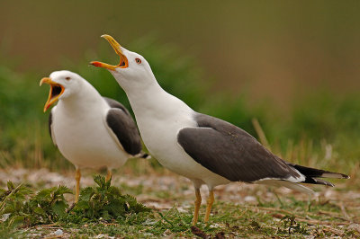 Kleine Mantelmeeuw