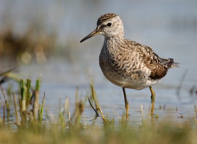 Wood Sandpiper