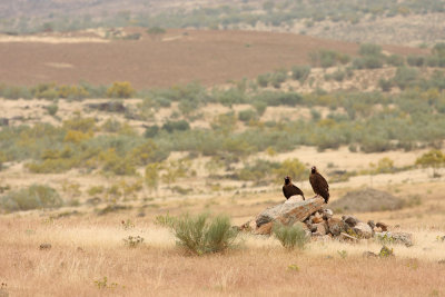 moniksgieren-in-landschap.jpg