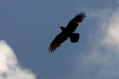 raaf-silhouet.jpg