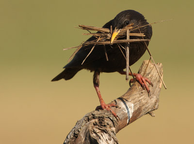 zwarte-dame-met-nestmateriaal.jpg