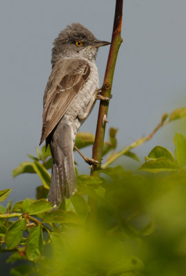 sperwergrasmus5.jpg