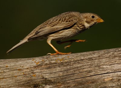 grauwe-gors-aan-de-wandel.jpg