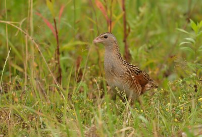 32 Corncrake, Crex crex, wachtelkönig, kwartelkoning
