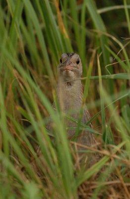 27 Corncrake, Crex crex, wachtelkönig, kwartelkoning