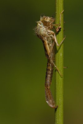 Damselfly2.jpg