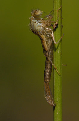 Damselfly3.jpg