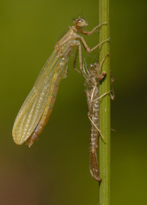 Damselfly9.jpg