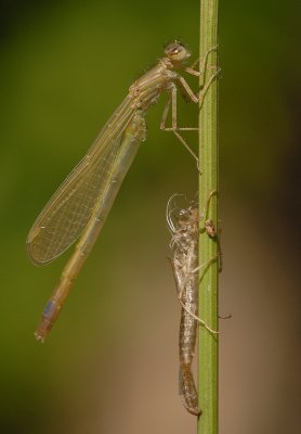 Damselfly10.jpg