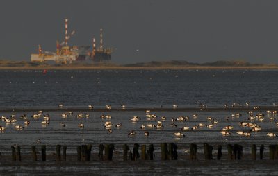 bergeend-ameland.jpg