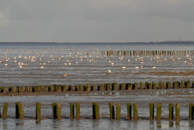 bergeenden-wad.jpg