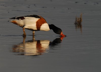 bergeend-avondzon.jpg