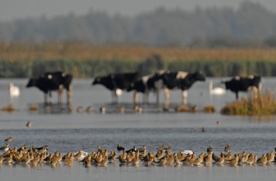 goud-lauwersmeer.jpg