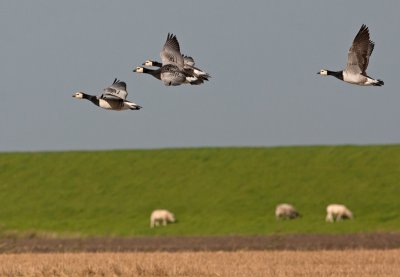 Barnacle Goose