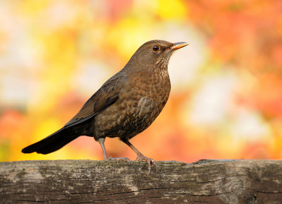 merel-dame-herfst.jpg