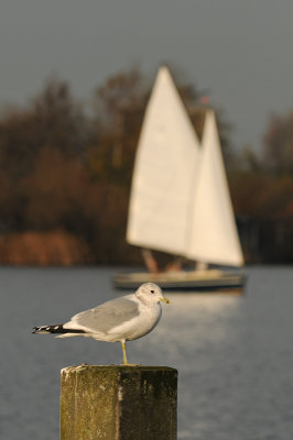 stormmeeuw-zeilboot.jpg