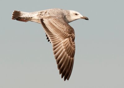 Caspian Gull 1e winter 4