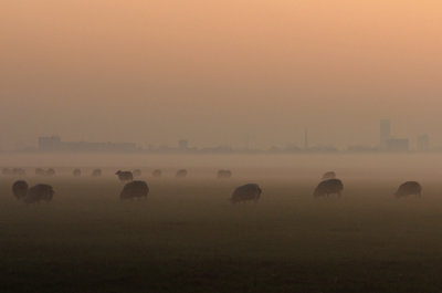 schapen-leeuwarden.jpg