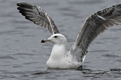 Caspian Gull 2e winter 1