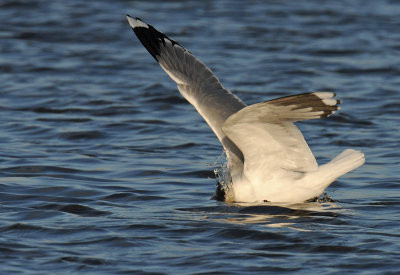 landing-en-drinken-stormmeeuw.jpg