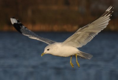 stormmeeuw-vlucht-4.jpg