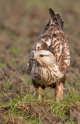 Ruigpootbuizerd-schijt.jpg