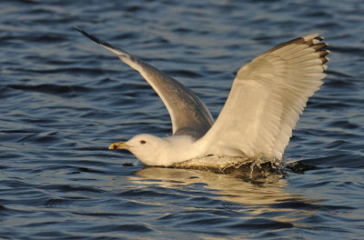 Caspian Gull 4e winter 7