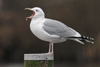 Caspian Gull 4e winter 8