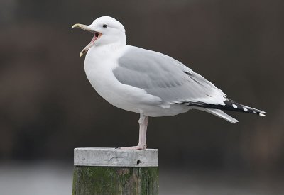 Caspian Gull 4e winter 12