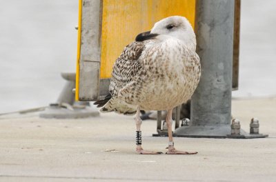 Great black backed gull 1