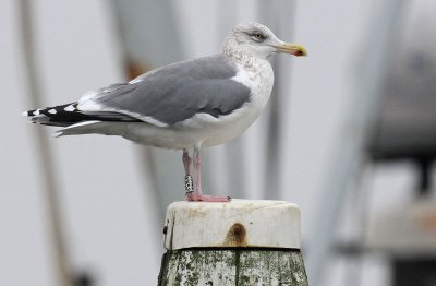 Herring Gull