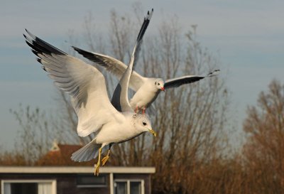 Common Gull 5