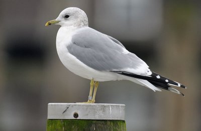 Common Gull 6