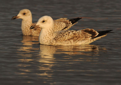Caspian Gull 1e winter 5