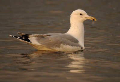 Caspian Gull 4e winter 13