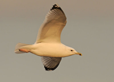 Caspian Gull 4e winter 14