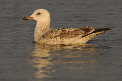 Caspian Gull 1e winter 8