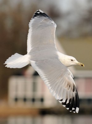 Caspian Gull 4e winter 17