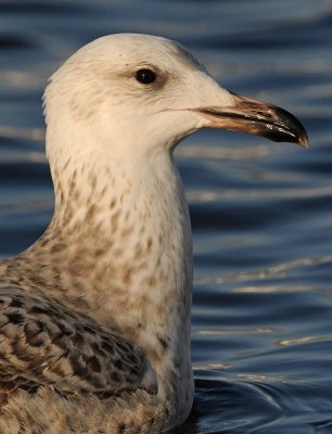 Caspian Gull 1e winter 9