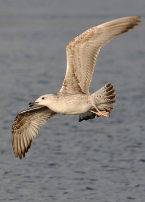 Caspian Gull 1e winter 10