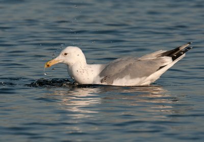 Caspian Gull 3e winter 4