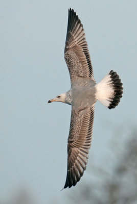 Caspian Gull 2e winter 3