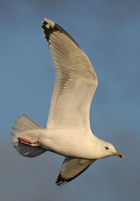 Caspian Gull 4e winter 19