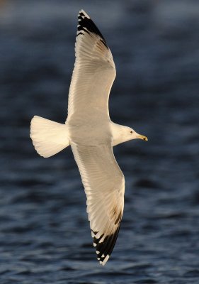 Caspian Gull 4e winter 21