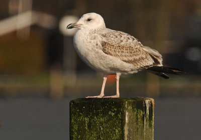 Caspian Gull 1e winter 11