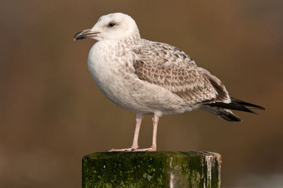Caspian Gull 1e winter 12
